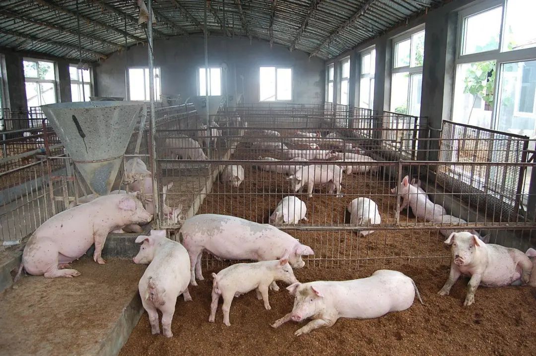 動物無害化處理廠，惡臭異味危害大，<a href='/' style='color: blue;' target='_blank'>工業(yè)除臭劑</a>起作用！.jpg