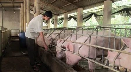 養(yǎng)殖場(chǎng)臭味難治理？潔匠凈化幫您輕松解決！.jpg