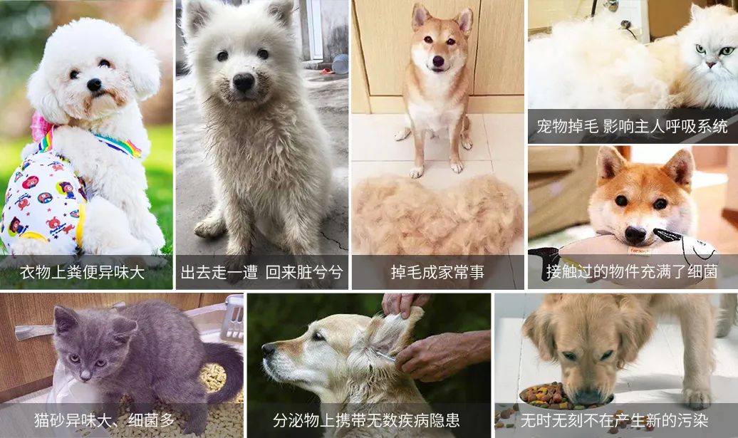 寵物氣味彌漫整個屋子，潔匠凈化教您如何除味.jpg